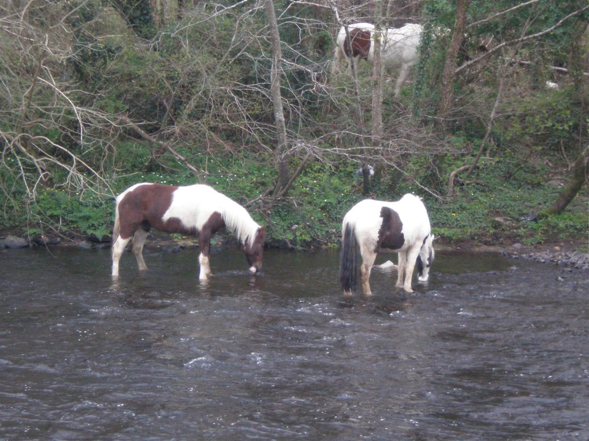 Crystal Springs B&B Killarney Bagian luar foto